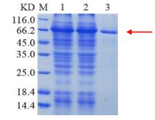 Lane M: Protein Marker<br />Lane 1: Un-purified<br />Lane 2: Flow through, <br />Lane 3: Elution